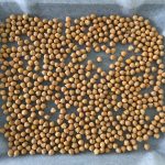 Kichererbsen auf Backblech verteilen