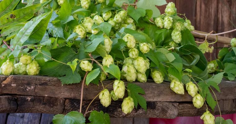 Das „Bier & Blog“-Event in Freiburg