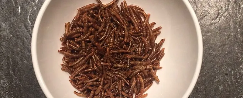 Test: Mehlwürmer und anderes Getier zum snacken