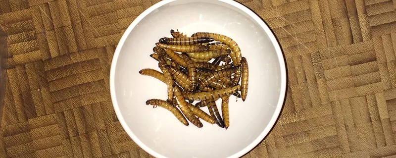 Test: Mehlwürmer und anderes Getier zum snacken: Zophoba